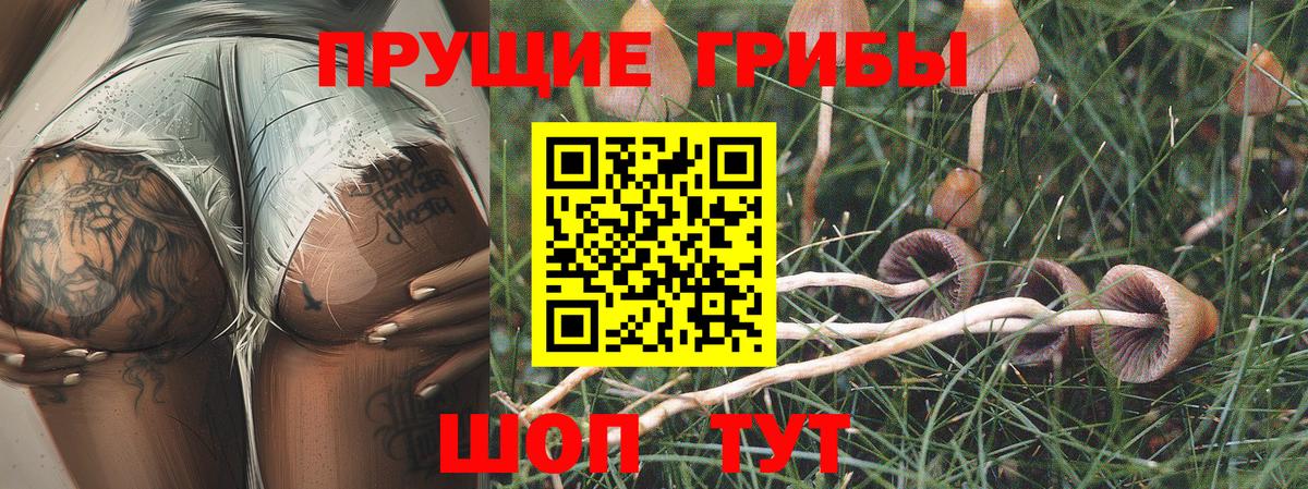 Галлюциногенные грибы Psilocybe Урус-Мартан